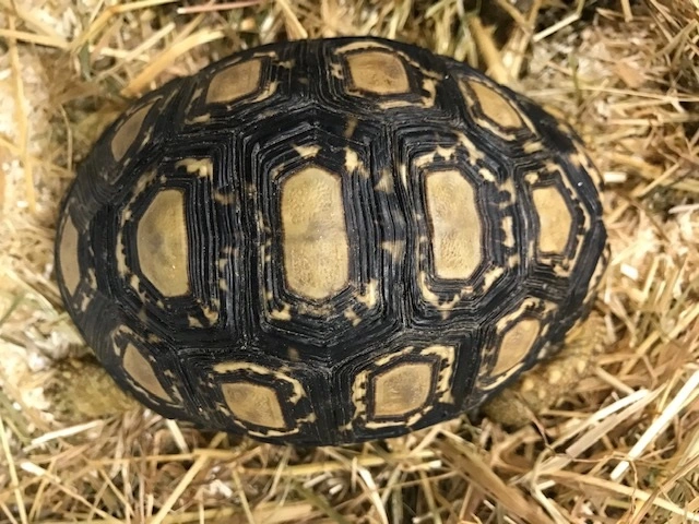 Leopardskildpadde (Geochelone pardalis Pardalis)